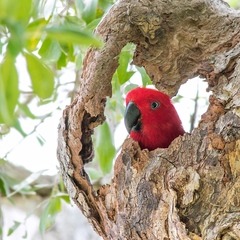 Eclectus roratus