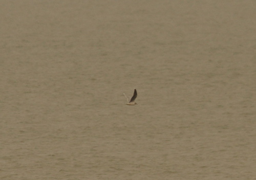 Little Gull (Hydrocoloeus minutus), photo 3