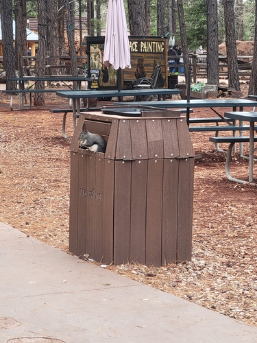 Abert's Squirrel observed by walkingwake