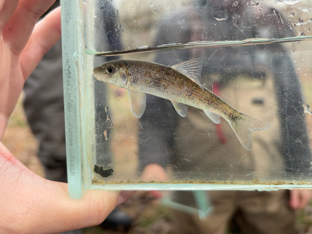 Black redhorse (Moxostoma duquesnii) — Catostomidae