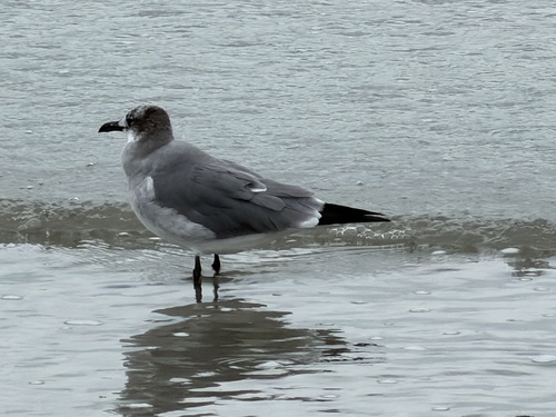 Laughing Gull observed by bethany_lee