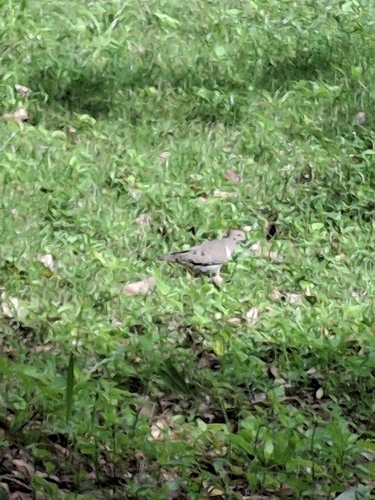 Common Ground Dove observed by jlead