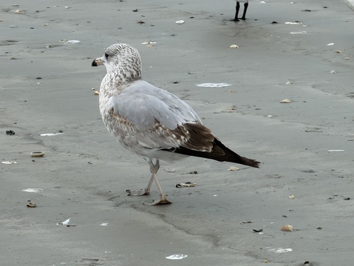 Ring-billed Gull observed by bethany_lee