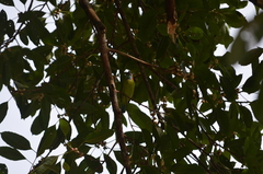 Psilopogon duvaucelii