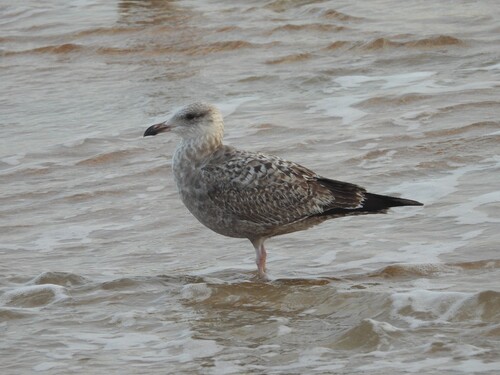 American Herring Gull observed by bill-blauvelt