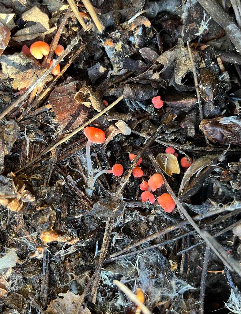 Atheniella adonis