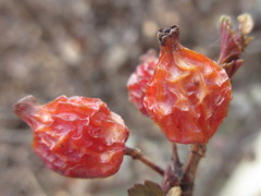 Ribes fasciculatum