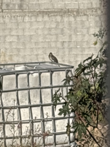 Paloma Alas Blancas observed by zyanya_lopez