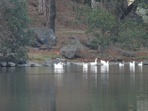 Oca grigia domestica observed by karol_tabarelli_de_fatis