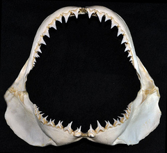 Great White Shark photo 6