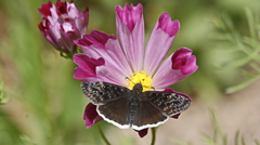 Erynnis scudderi