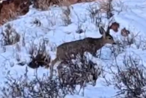 Mule Deer observed by nauticalnasa