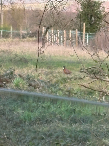 Ring-necked Pheasant observed by critterconundrum