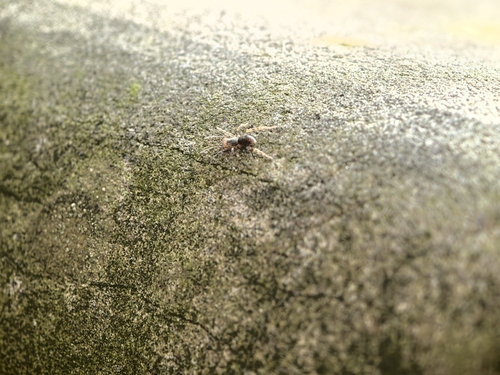 Photo 608163776, (c) jiarui_hu, some rights reserved (CC BY-NC ...