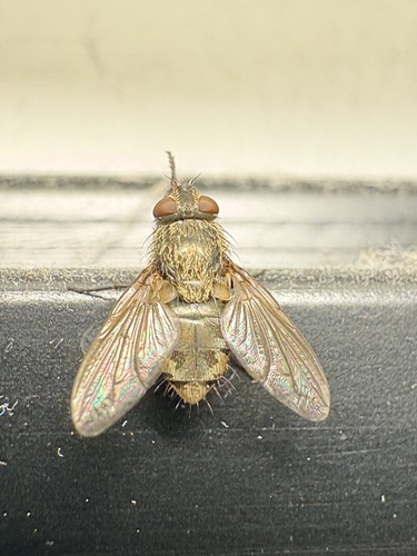 Unknown species found near Green Mountain National Forest, West Rupert, VT, US