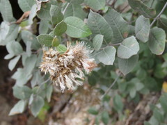 Eremosis foliosa
