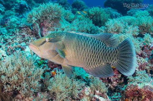 Napoleon wrasse