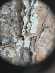 Microcalicium disseminatum