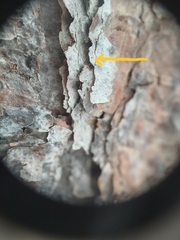 Microcalicium disseminatum