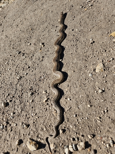 Gopher Snake observed by willow-song