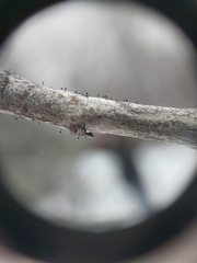 Phaeocalicium populneum