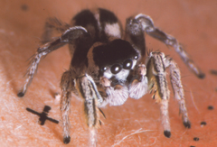 Habronattus dossenus