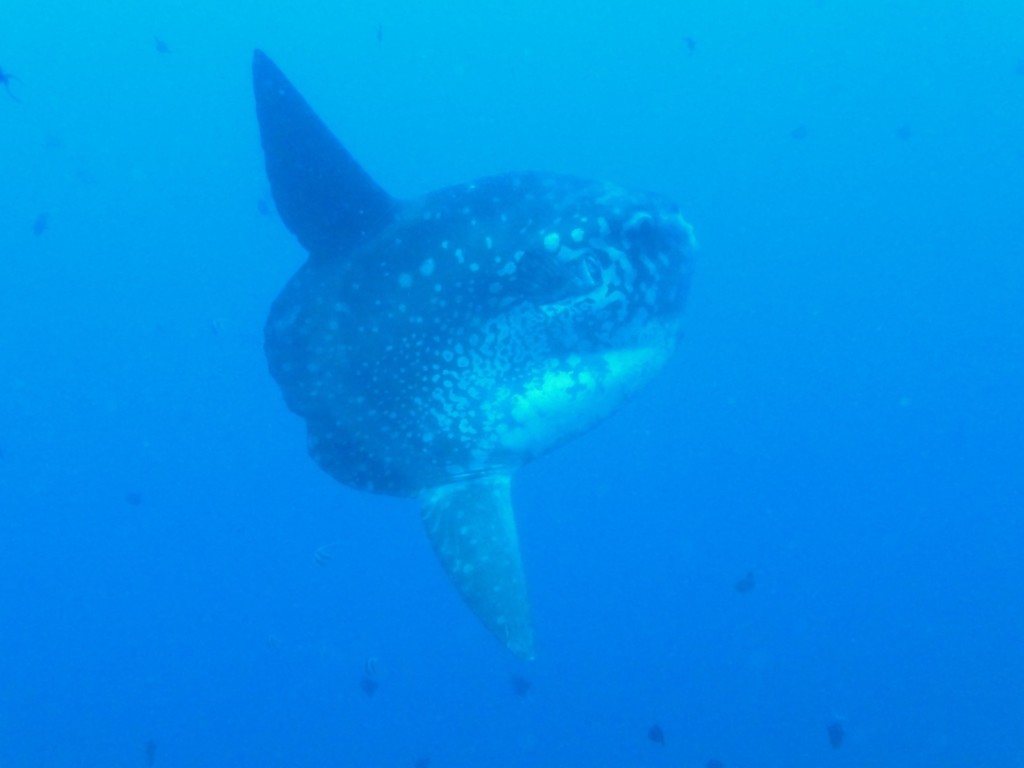 Bump-head sunfish drifting in clear blue water off Bali