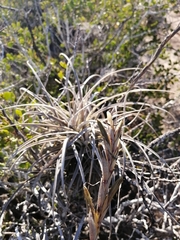 Tillandsia exserta