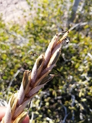 Tillandsia exserta