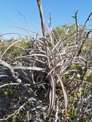Tillandsia exserta