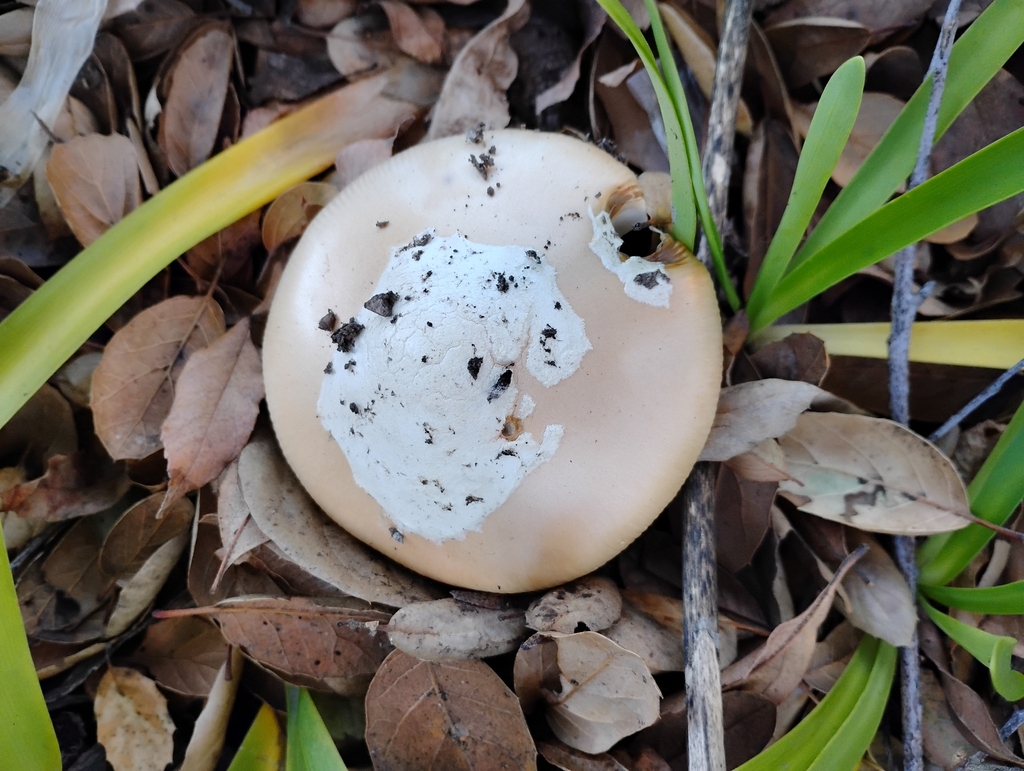 Amanita velosa · January 2026 · photo: © pholroyd (iNaturalist, cc0)