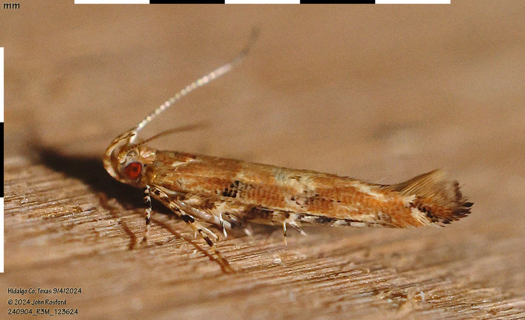 Pink Bud Moth