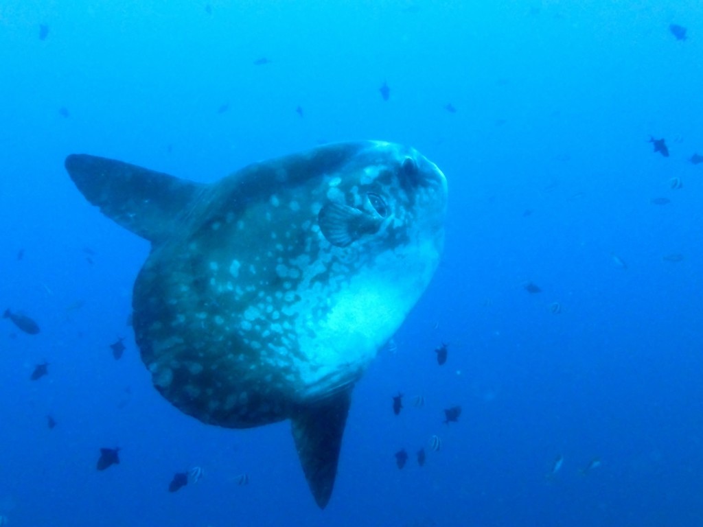 Ocean Sunfish