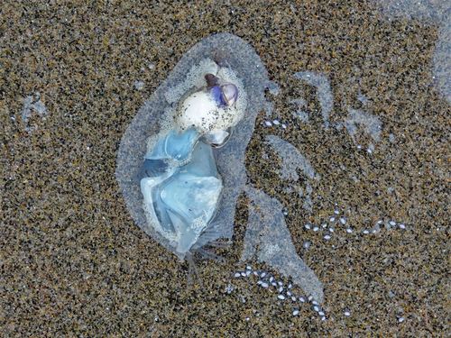 photo of Buoy Barnacle (Dosima fascicularis)