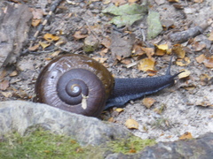 Powelliphanta