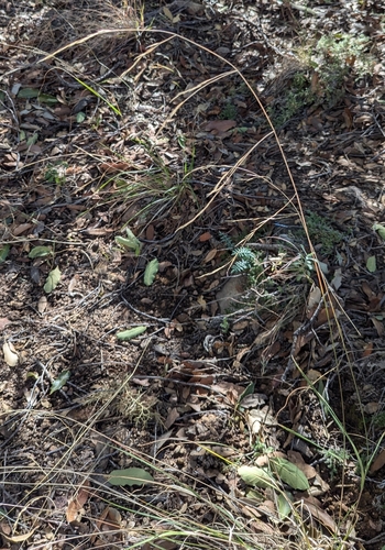 Aristida schiedeana, 2026-01-14