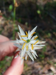 Pleea tenuifolia