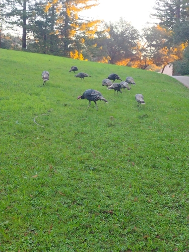 Wild Turkey observed by sergio_davalos