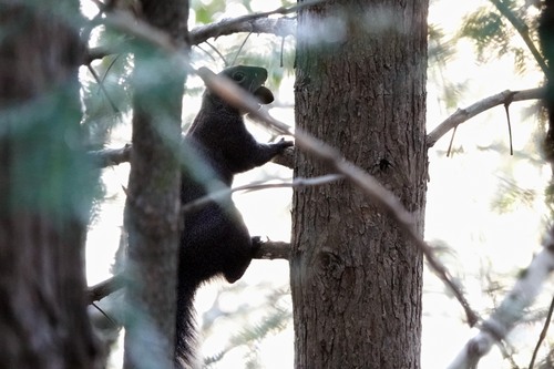 Western Gray Squirrel observed by edwardrooks