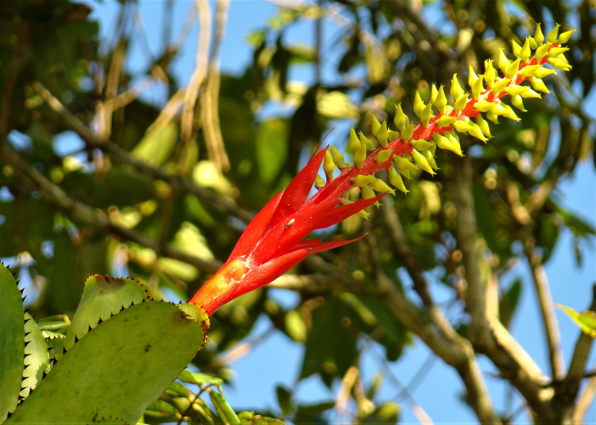 Aechmea nudicaulis