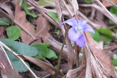 Viola walteri
