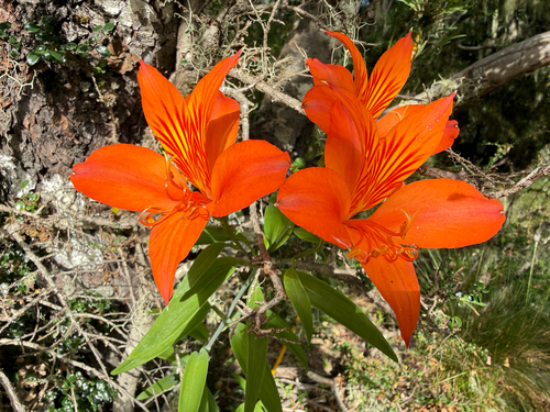 Peruvian Lily (Alstroemeria ligtu)