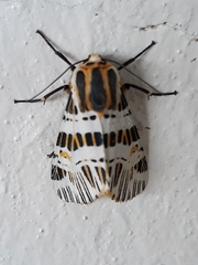 Isia intricata