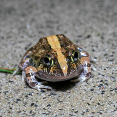 Ornate Burrowing Frog photo 3