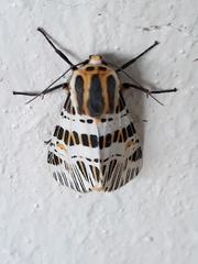 Isia intricata