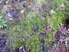 Sphagnum cuspidatum