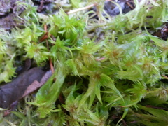 Sphagnum cuspidatum