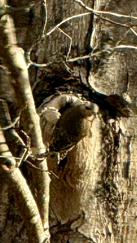 Northern Flicker observed by fearless44