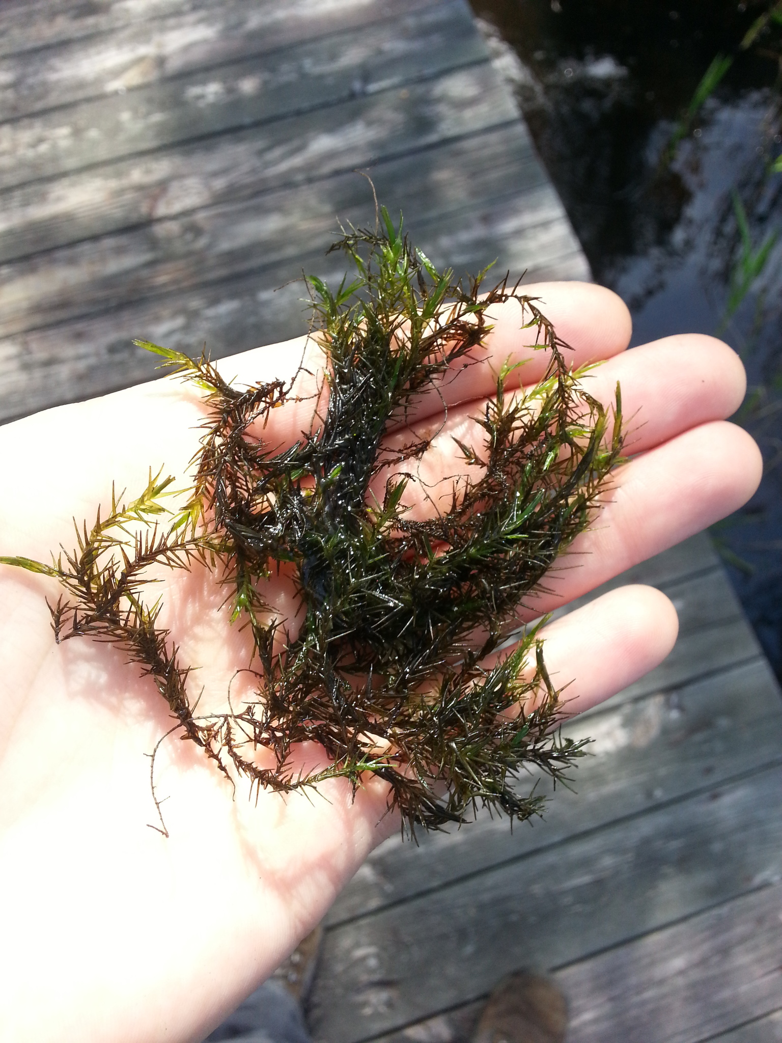 Sphagnum cribrosum