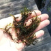 Sphagnum cribrosum - Photo (c) Nate Hartley, some rights reserved (CC BY-NC), uploaded by Nate Hartley